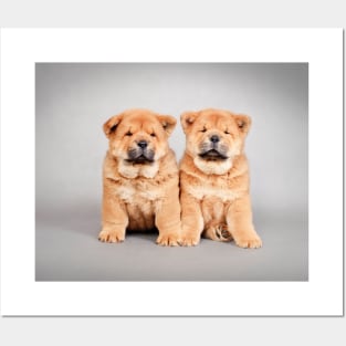 Chow chow  puppies Posters and Art